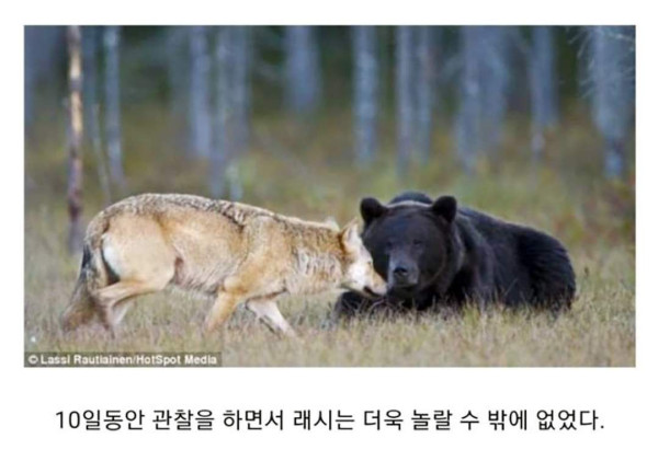 마법같은 곰과 늑대의 우정